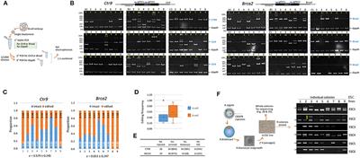 Retroelement Insertion in a CRISPR/Cas9 Editing Site in the Early Embryo Intensifies Genetic Mosaicism